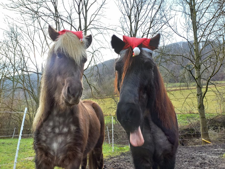Zwei Pferde mit weihnachtlichem Kopfschmuck