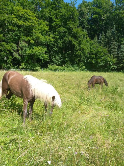 Pferd im naturnahen Offenstall