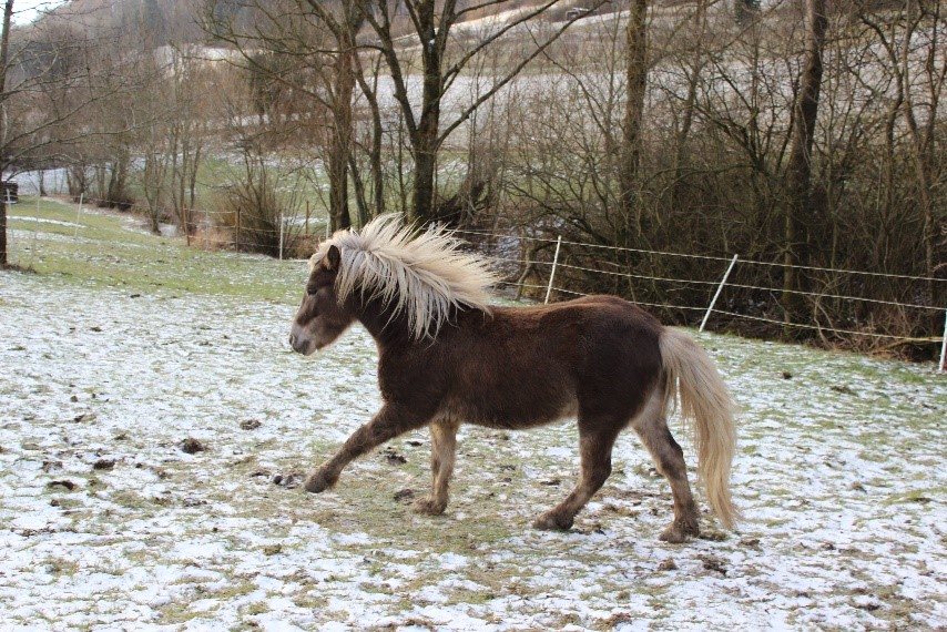 Skjoni auf der Weide