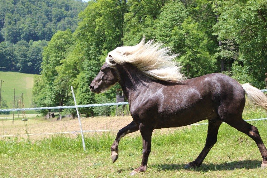 Tyr auf der Weide